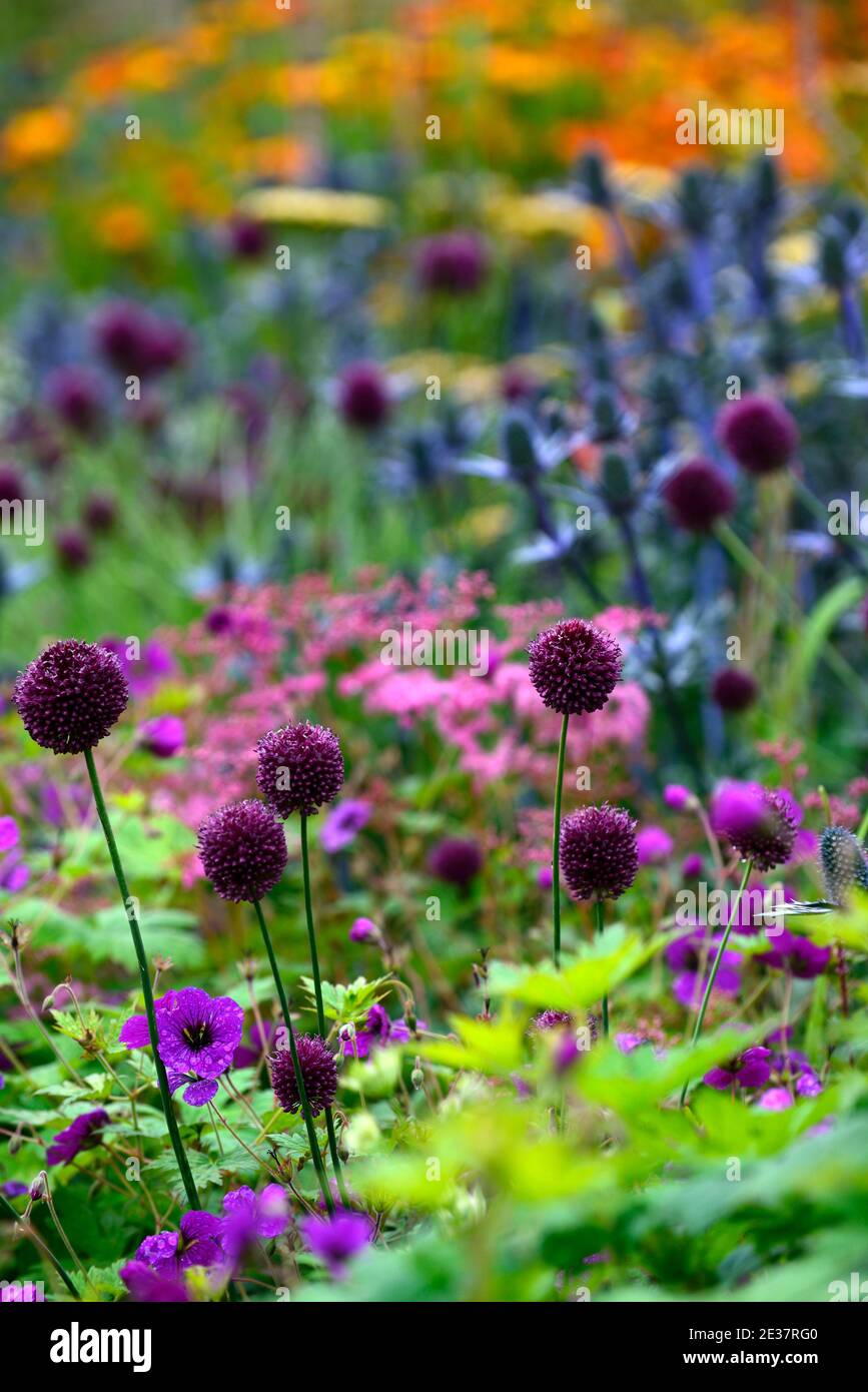 Allium sphaerocephalon,géranium anne thomson,Eryngium X Zabelii Big Blue,Sea Holly,Blue flowers,Blue flower,border,multicolore,coloré, Banque D'Images
