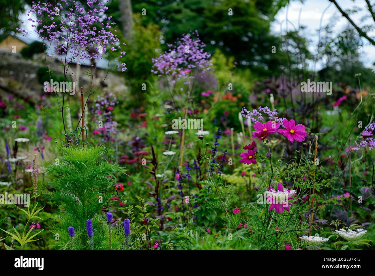 COSMOS bipinnatus Dazzler,carmin rose cosmos fleurs,fleurs,fleur,floraison,arrangement mixte de plantation,thalictrum,Meadow rue,RM floral Banque D'Images