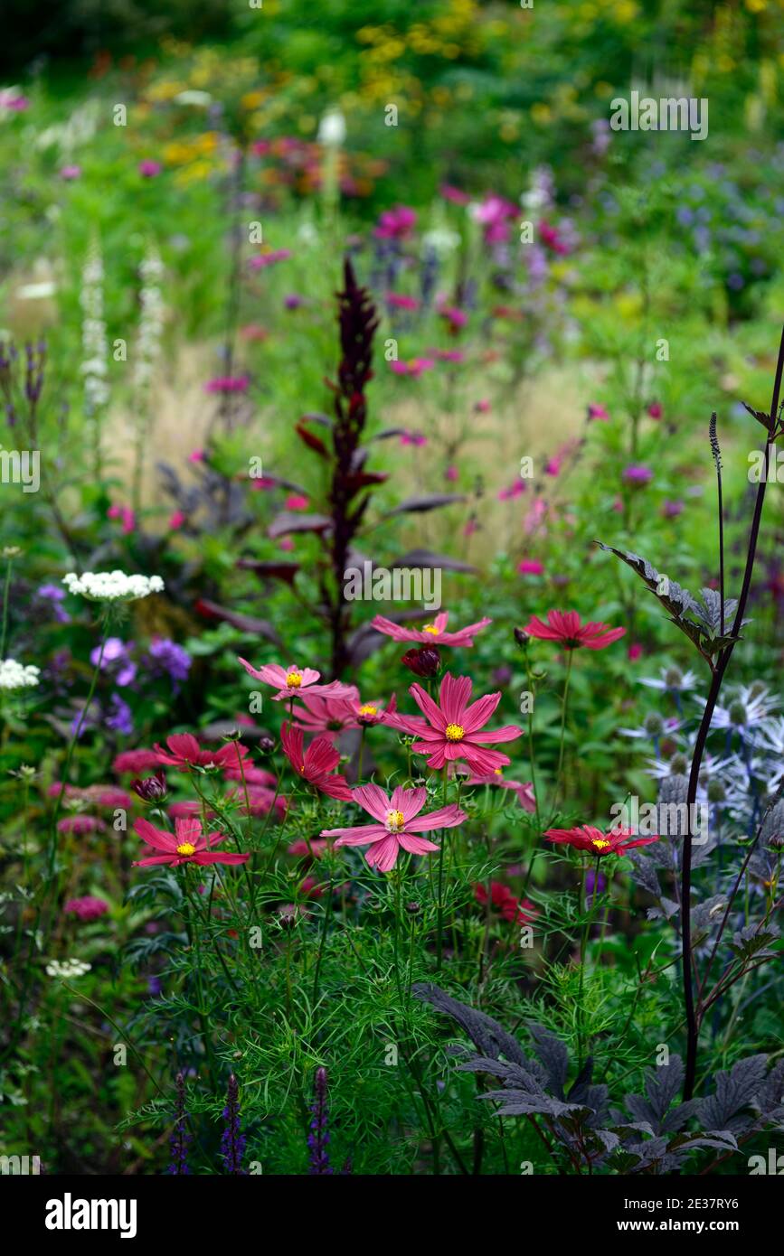 COSMOS bipinnatus Rubenza,eryngium grand bleu,Amaranthus cruentus Velvet rideaux,lit mixte,bordure mixte,annuals et vivaces, vin rouge fleurs bleues, fl Banque D'Images