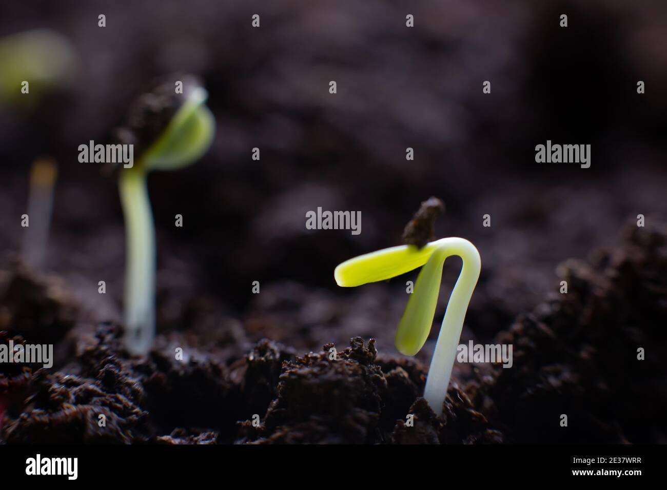 Vue macro des graines germinantes sur sol sombre Banque D'Images