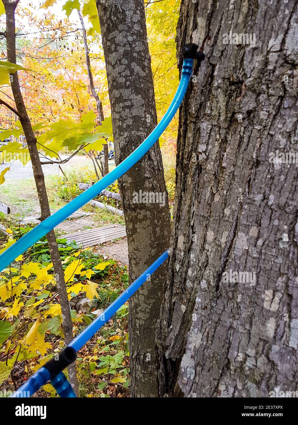 Le sirop d'érable se recueille dans la forêt au Québec Banque D'Images