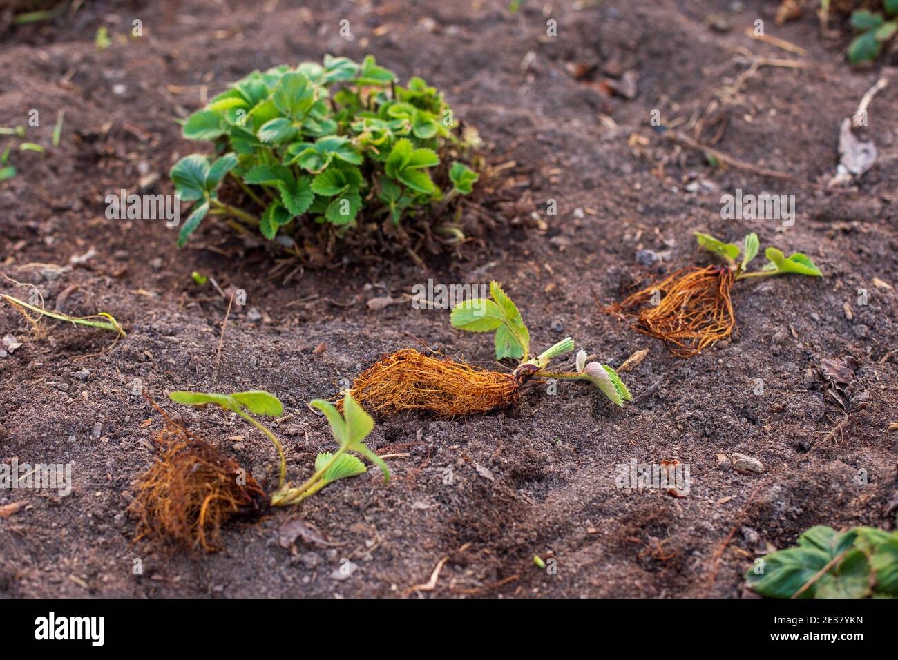 Il y a trois nouveaux semis de fraises aux racines une parcelle de terrain dans le jardin près de grand vert arbustes à fraise Banque D'Images