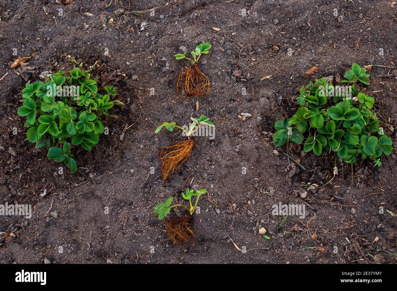 Un nouveau semis de fraises à racines se trouve dans un parcelle de terrain dans le jardin près de deux grands verts arbustes à fraise Banque D'Images