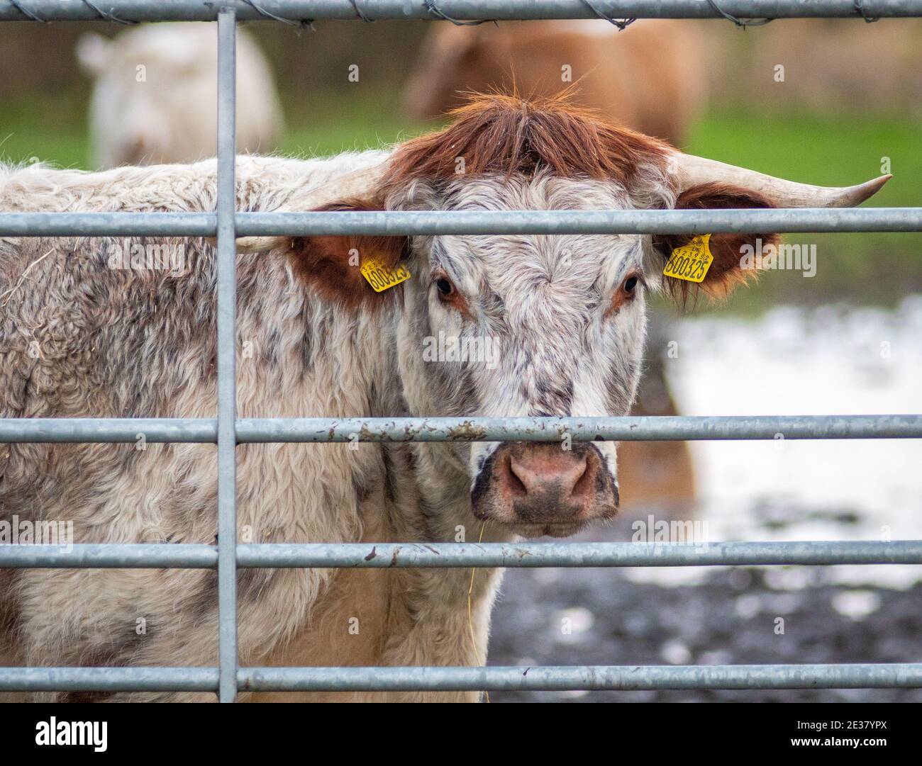 Vache à cornes regardant à travers une porte en métal Banque D'Images