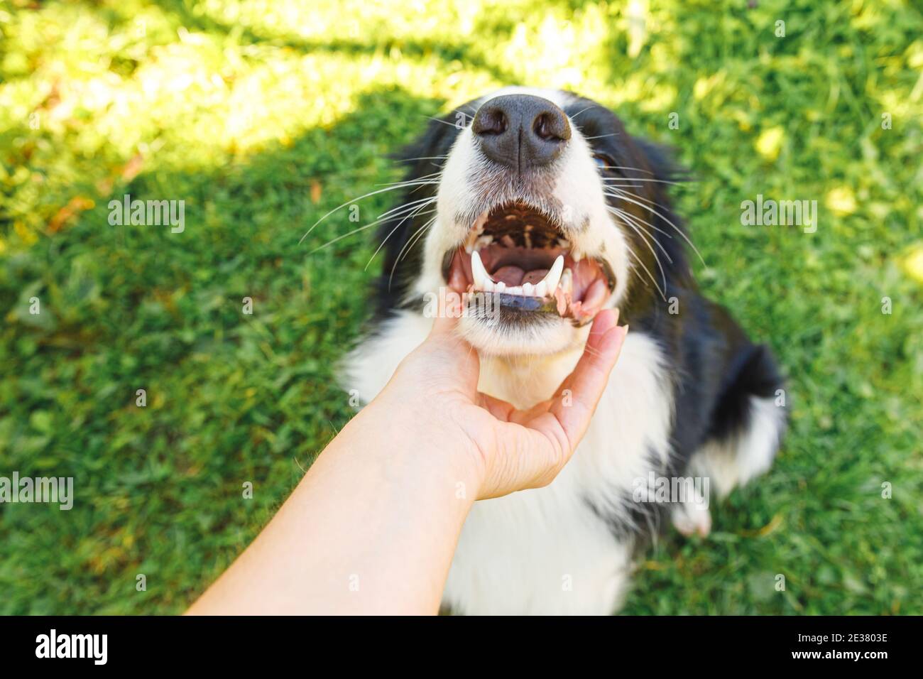 Femme main de chien de chasse chiot frontière collie dans le jardin d'été ou le parc de la ville à l'extérieur. Portrait de chien en gros plan. Propriétaire jouant avec un ami de chien. Amour pour les animaux de compagnie Banque D'Images