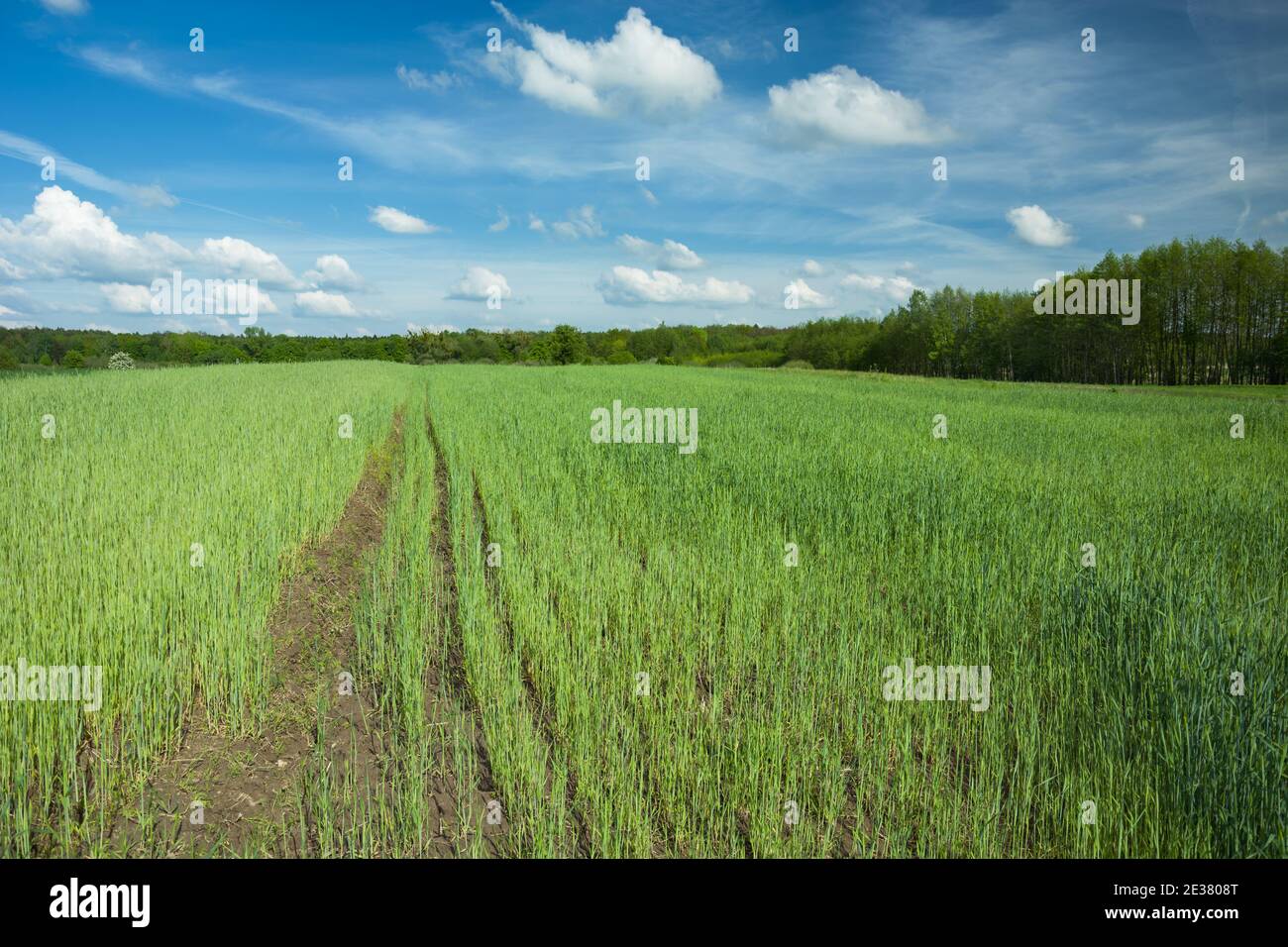 Jeunes céréales vertes sur le terrain, nuages blancs sur ciel bleu, paysage rural de printemps Banque D'Images