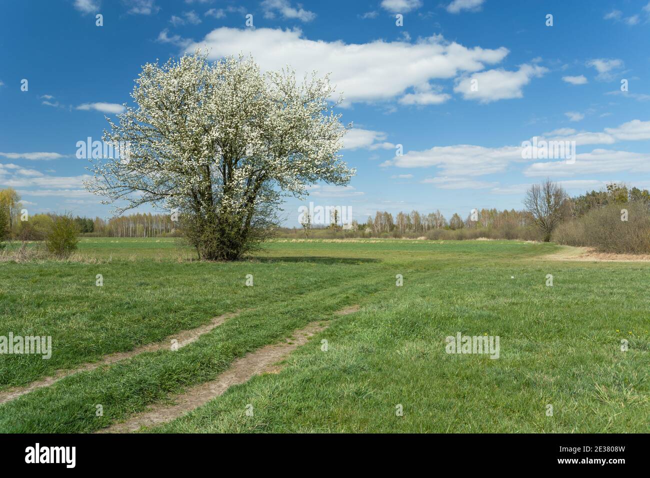 Un arbre en fleur à côté de la route sur un vert pré Banque D'Images