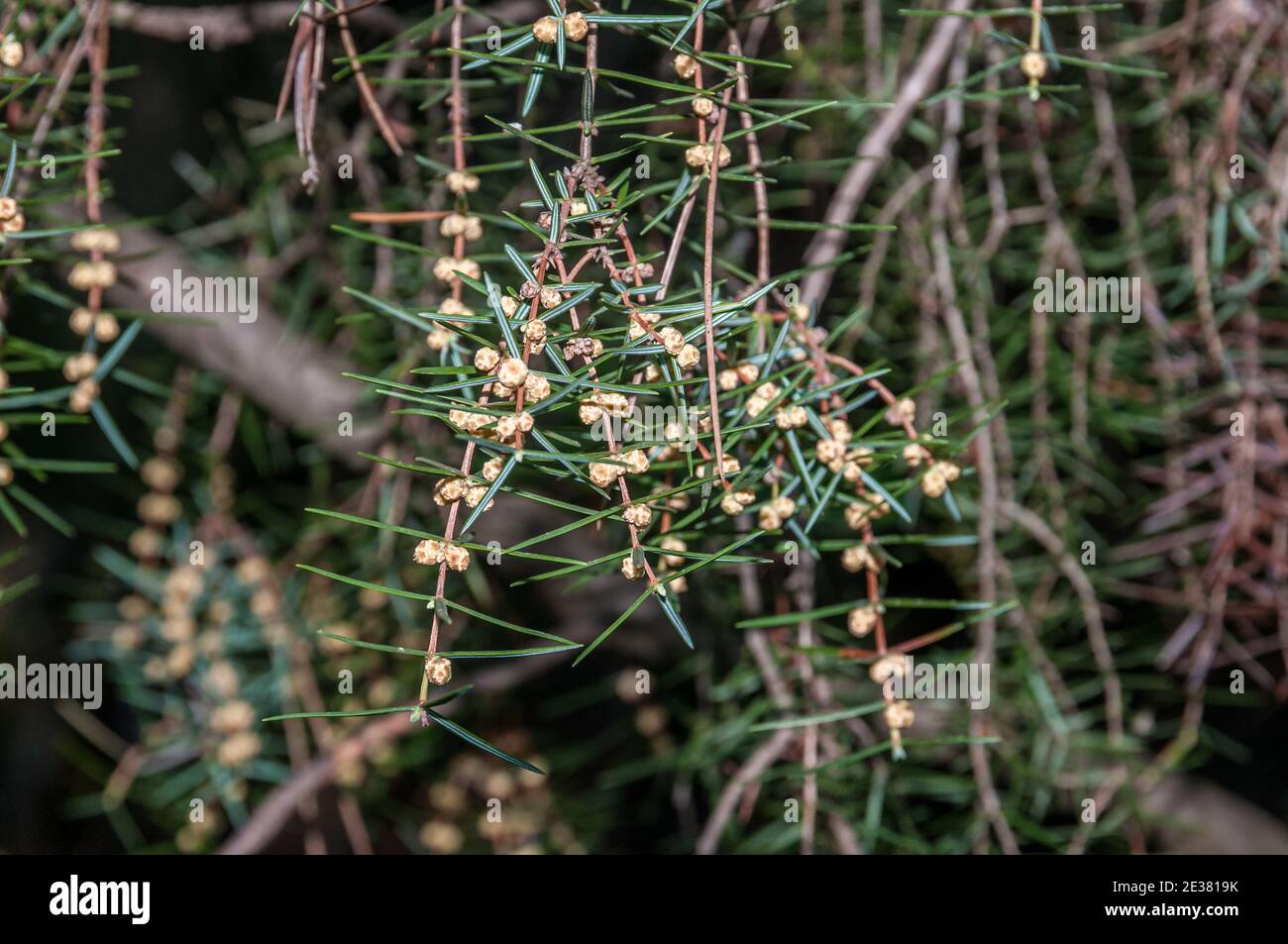 Cônes florerous mâles, cacade geniper, juniperus oxycedrus, Catalogne, Espagne Banque D'Images