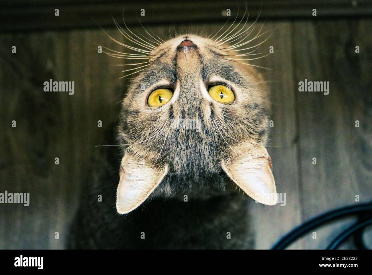 Portrait à l'envers d'un chat à yeux jaunes Banque D'Images