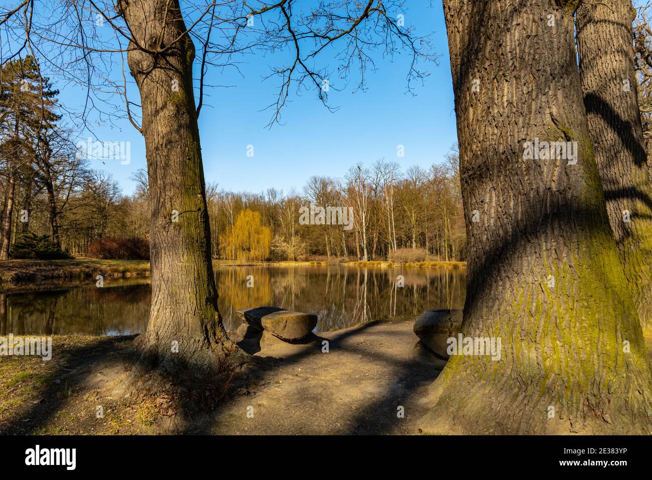 Arbres et buissons reflétant dans un grand étang dans un petit parc Banque D'Images