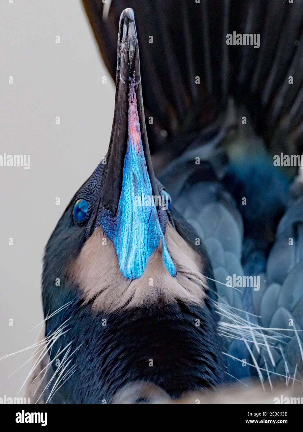 L'incroyable bleu yeux du cormorant de Brandt, Phalacrocorax penicillatus, un oiseau de mer reproducteur sur les falaises de la Jolla Cove, San Diego, Californie, Banque D'Images