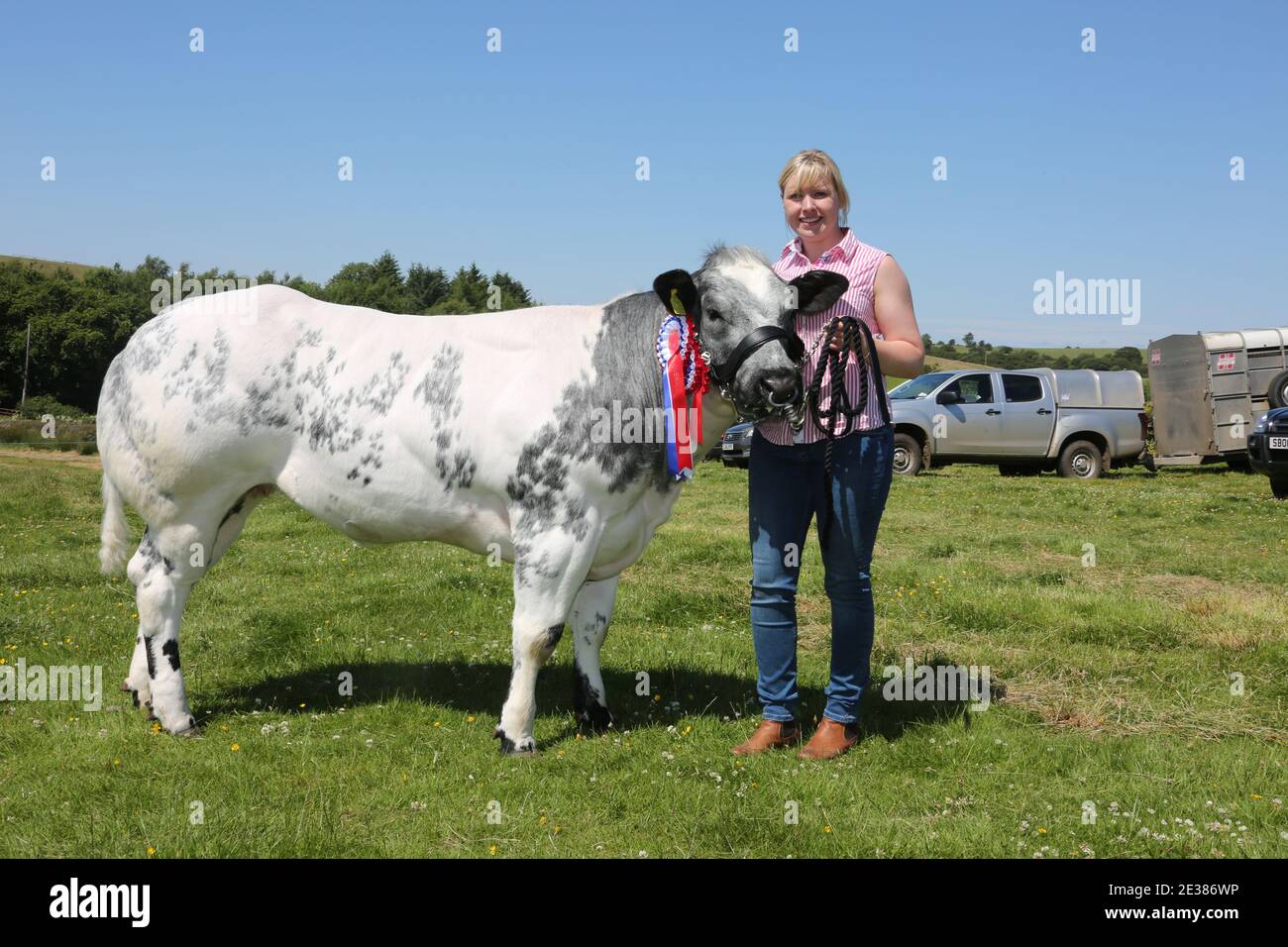 Muirkiirk, East Ayrshire, Écosse, Royaume-Uni, salon agricole du village, les agriculteurs locaux et leurs familles rencontrent et rivalisent avec le bétail, les moutons et le bétail exposés. Femme avec sa bête gagnante du prix Banque D'Images