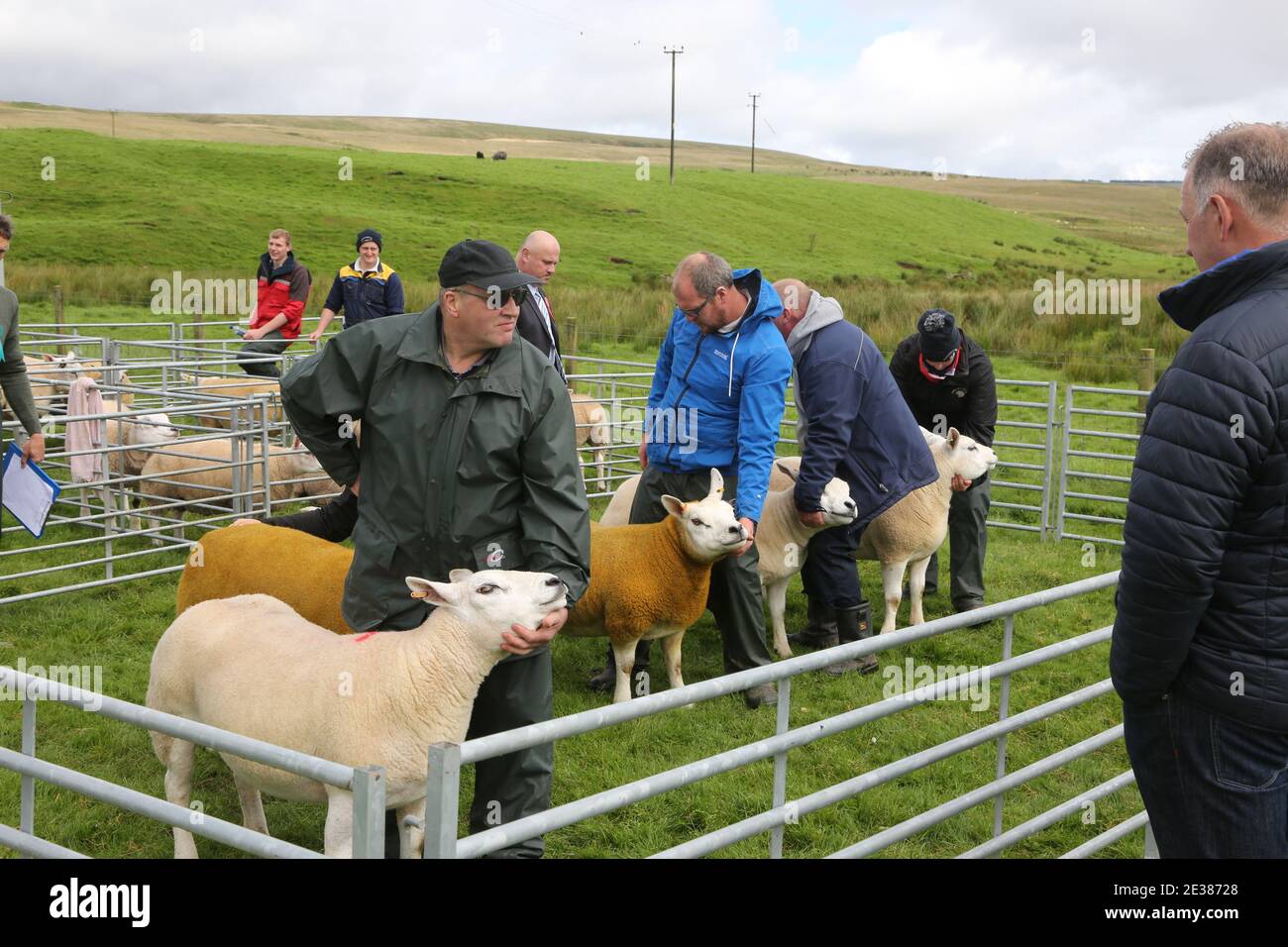 Muirkiirk, East Ayrshire, Écosse, Royaume-Uni, salon agricole du village, les agriculteurs locaux et leurs familles rencontrent et rivalisent avec le bétail, les moutons et le bétail exposés. Concours de moutons Banque D'Images