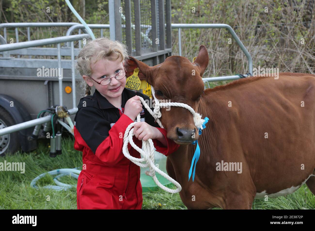 Muirkiirk, East Ayrshire, Écosse, Royaume-Uni, salon agricole du village, les agriculteurs locaux et leurs familles rencontrent et rivalisent avec le bétail, les moutons et le bétail exposés. Petite fille avec son veau gagnant Banque D'Images