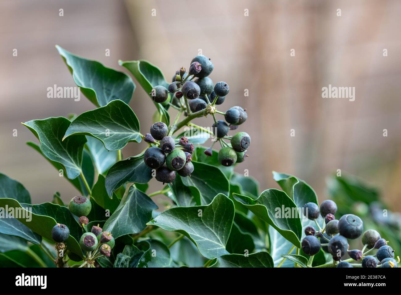 Baies de lierre commune (Hedera Helix), Royaume-Uni Banque D'Images