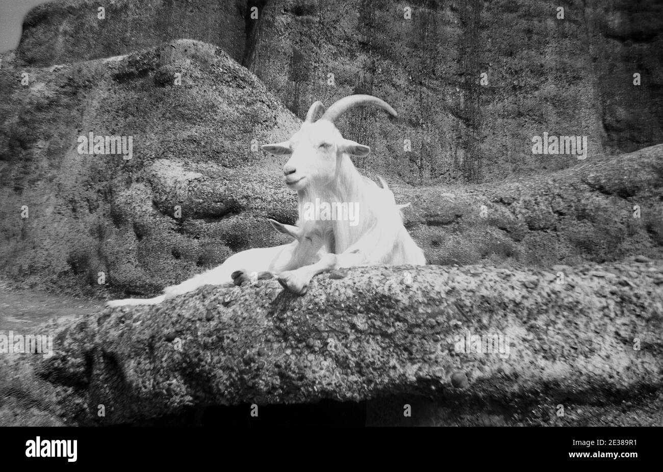 Chèvre des rocheuses Banque d'images noir et blanc - Alamy