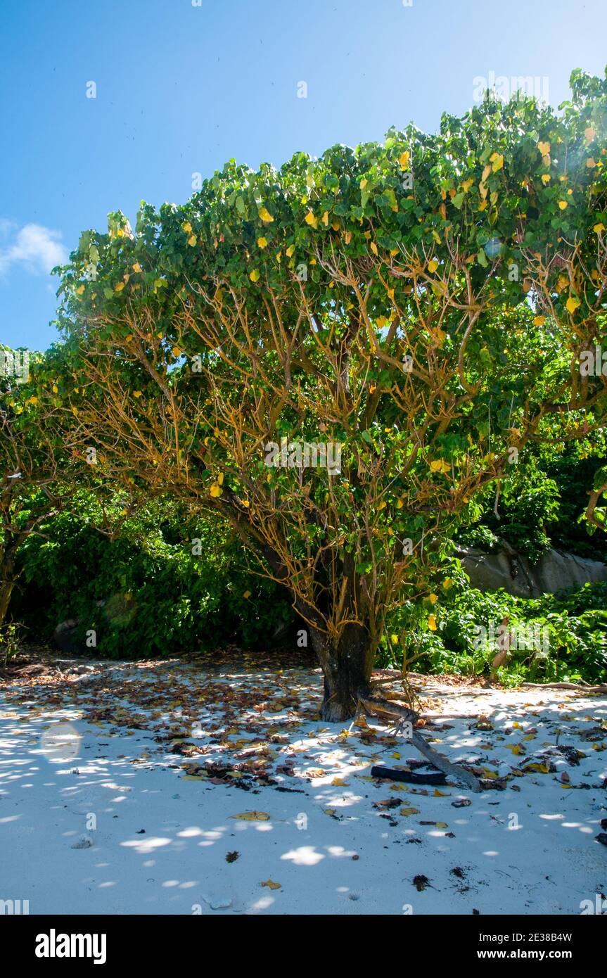 Plante tropicale sur la plage. Arbre de Portia (Thespesia populnea). Île d'Aride, Seychelles Banque D'Images