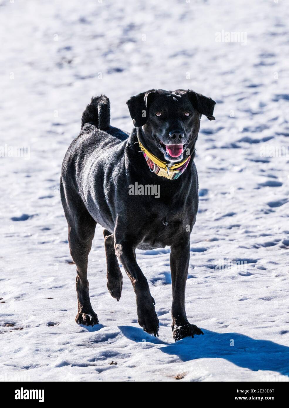 Grand chien noir mixte courant dans un ranch central du Colorado ; États-Unis Banque D'Images