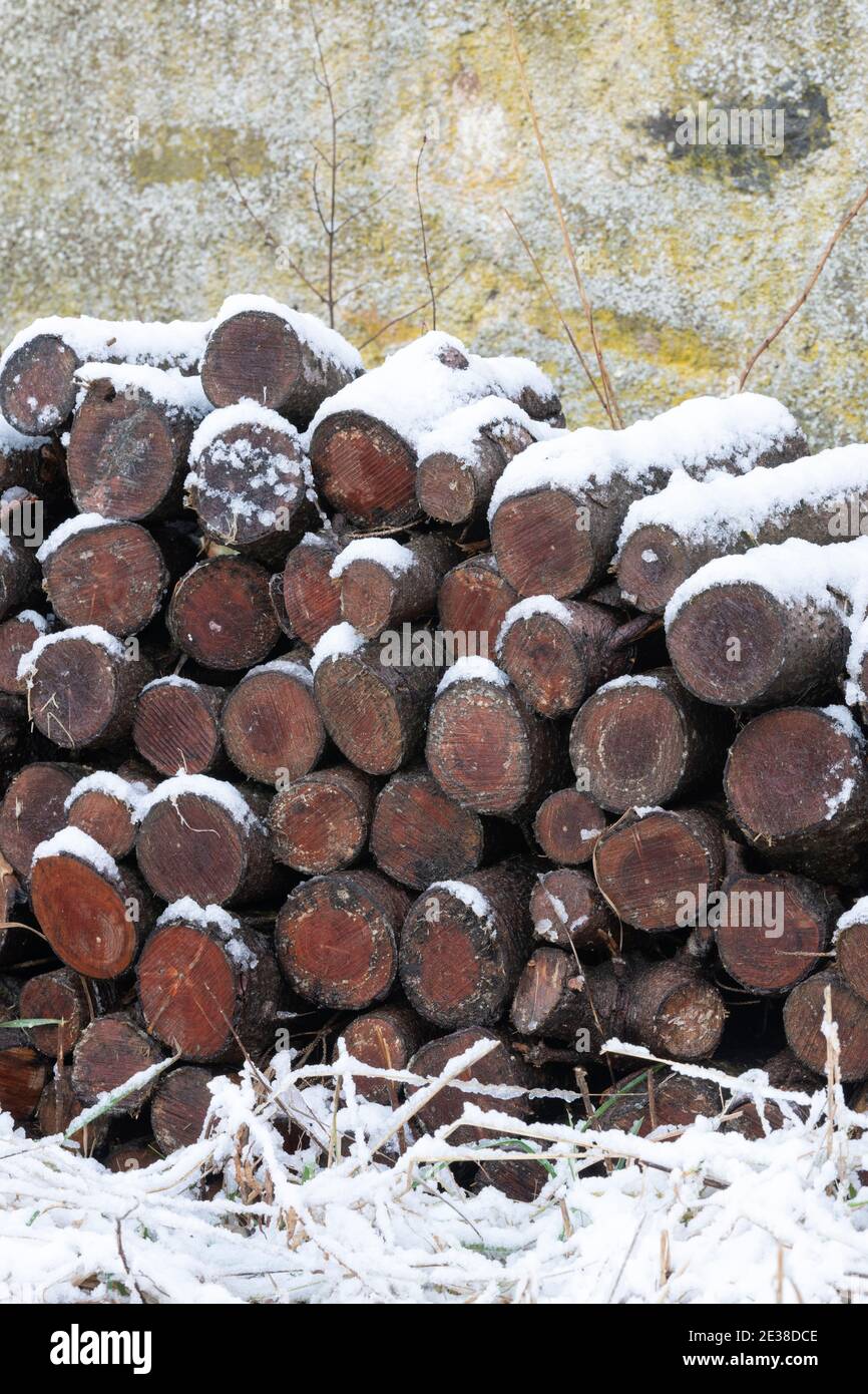 Une pile de bois de chauffage recouvert de neige Banque D'Images