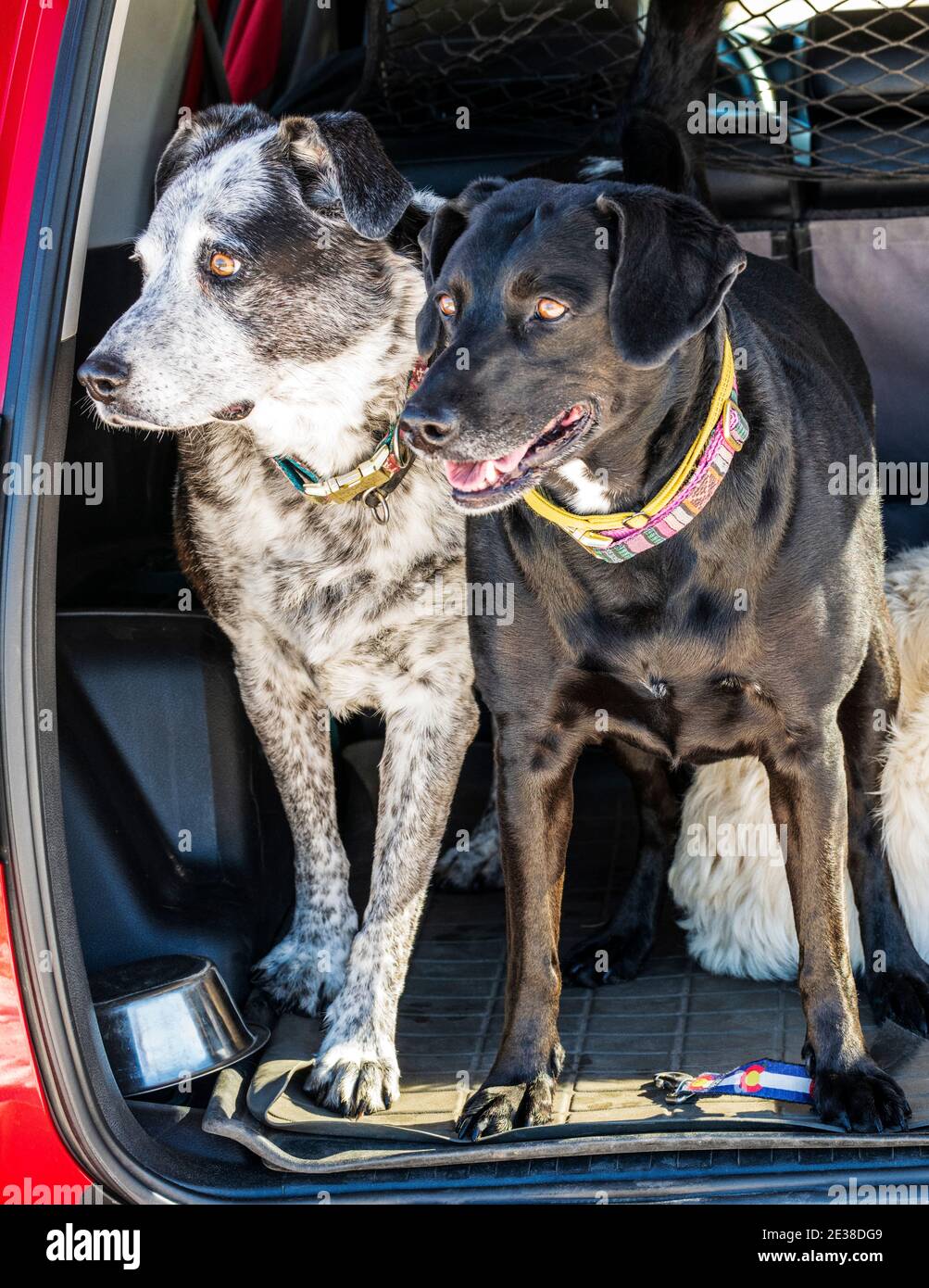 Trois chiens à l'arrière d'un vus Banque D'Images