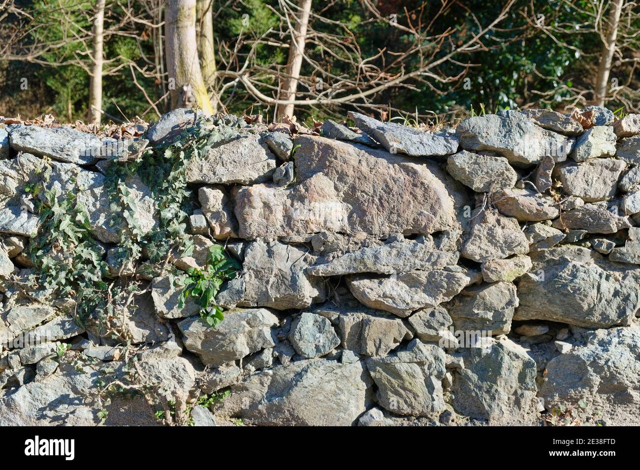 mur sec en pierre de granit avec lierre Banque D'Images