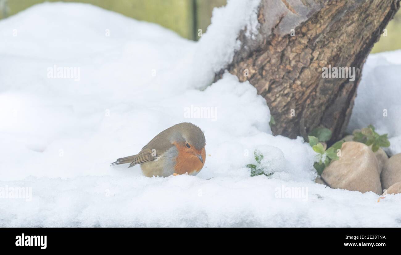 Un robin européen (erithacus rubecula) dans la neige dans le Yorkshire, en Angleterre. Banque D'Images Un robin européen (erithacus rubecula) dans la neige dans le Yorkshire, en Angleterre. Banque D'Images