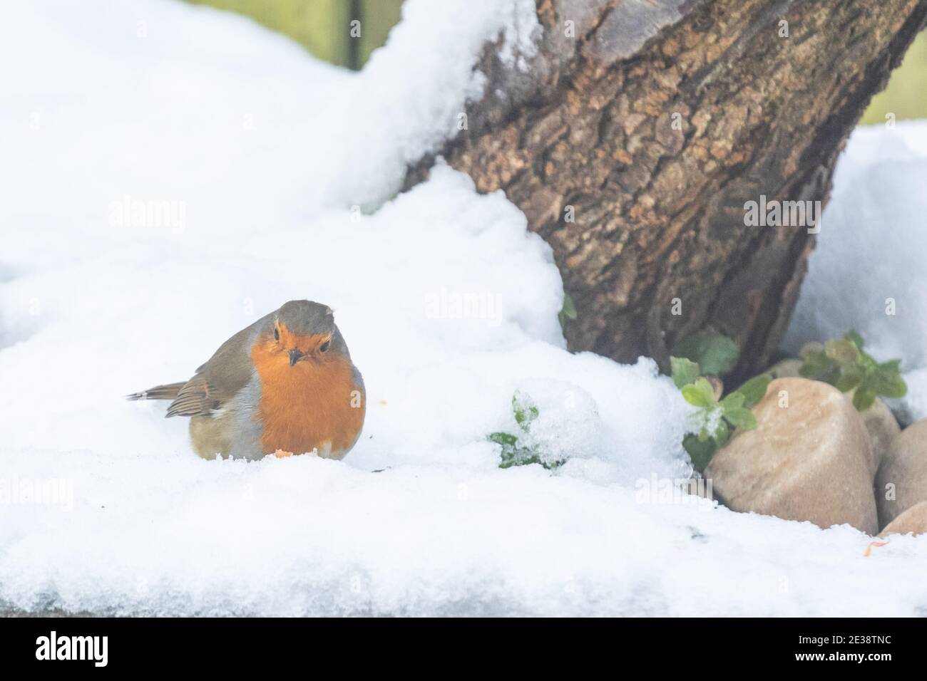Un robin européen (erithacus rubecula) dans la neige dans le Yorkshire, en Angleterre. Banque D'Images Un robin européen (erithacus rubecula) dans la neige dans le Yorkshire, en Angleterre. Banque D'Images