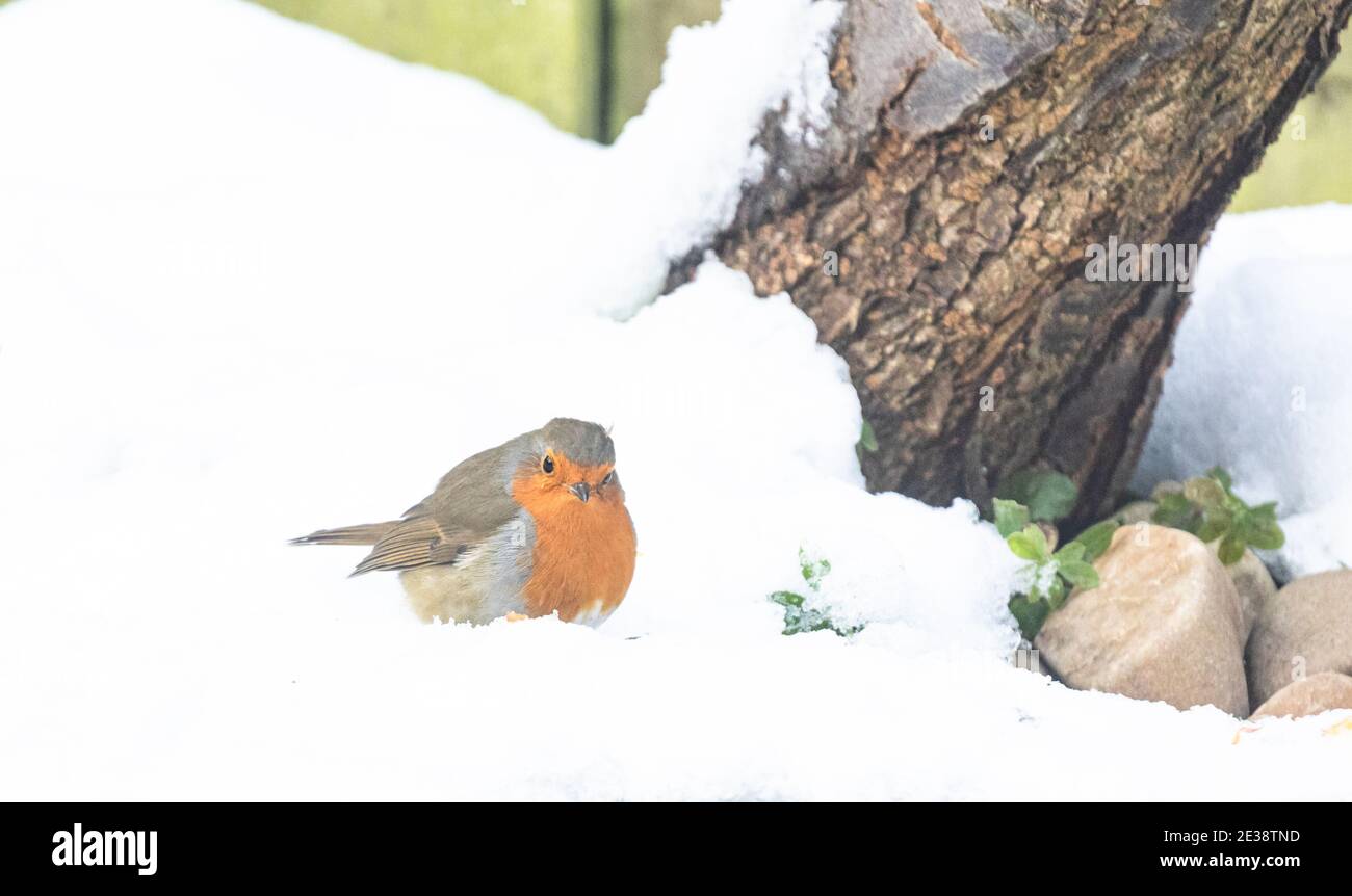 Un robin européen (erithacus rubecula) dans la neige dans le Yorkshire, en Angleterre. Banque D'Images Un robin européen (erithacus rubecula) dans la neige dans le Yorkshire, en Angleterre. Banque D'Images