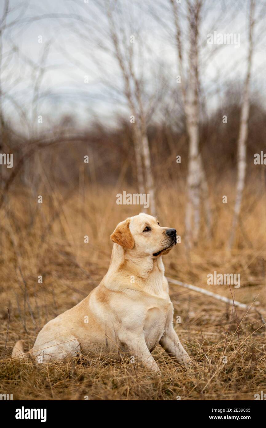 Yellow Labrador Retriever Male Sitting Banque D Image Et Photos Alamy