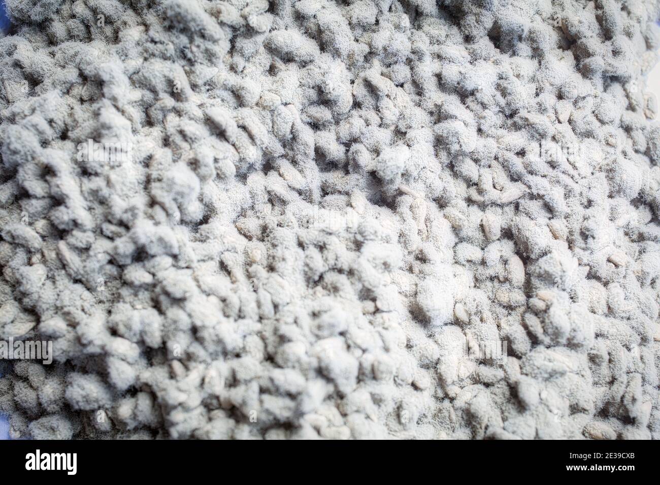 Riz vapeur inoculé avec des spores de koji Banque D'Images