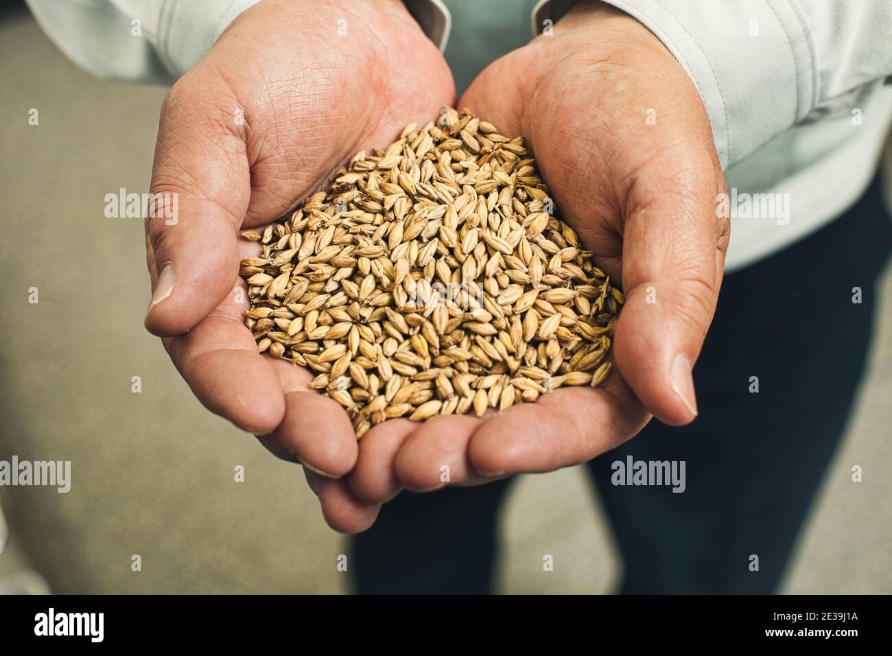 mains en cuppées contenant de l'orge maltée prête pour la distillation du whisky Écosse Banque D'Images