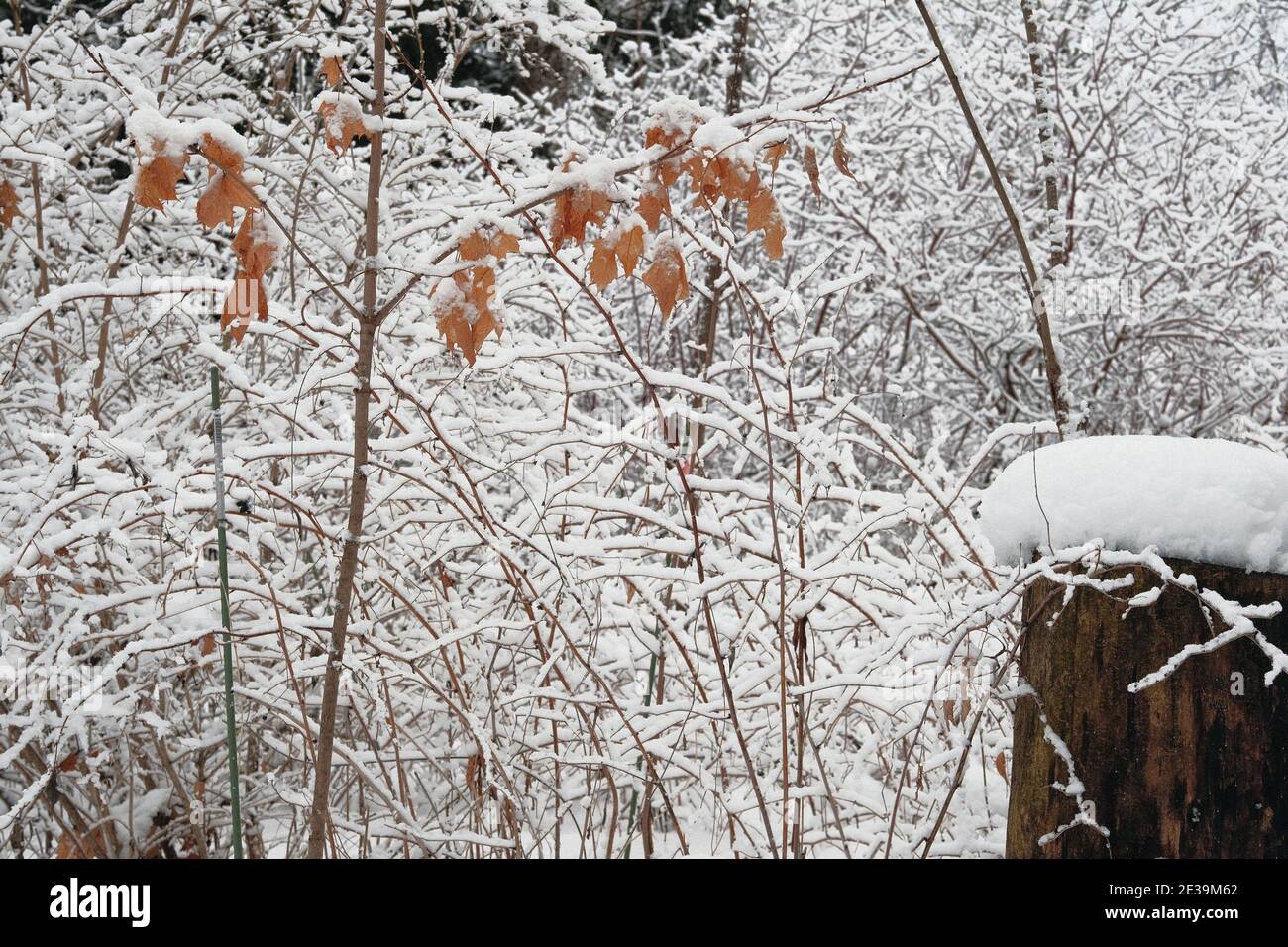 La neige fraîche et collante couvre toutes les branches et tous les  broussailles disponibles au milieu de l'hiver à l'Arboretum, Ottawa,  Ontario, Canada Photo Stock - Alamy