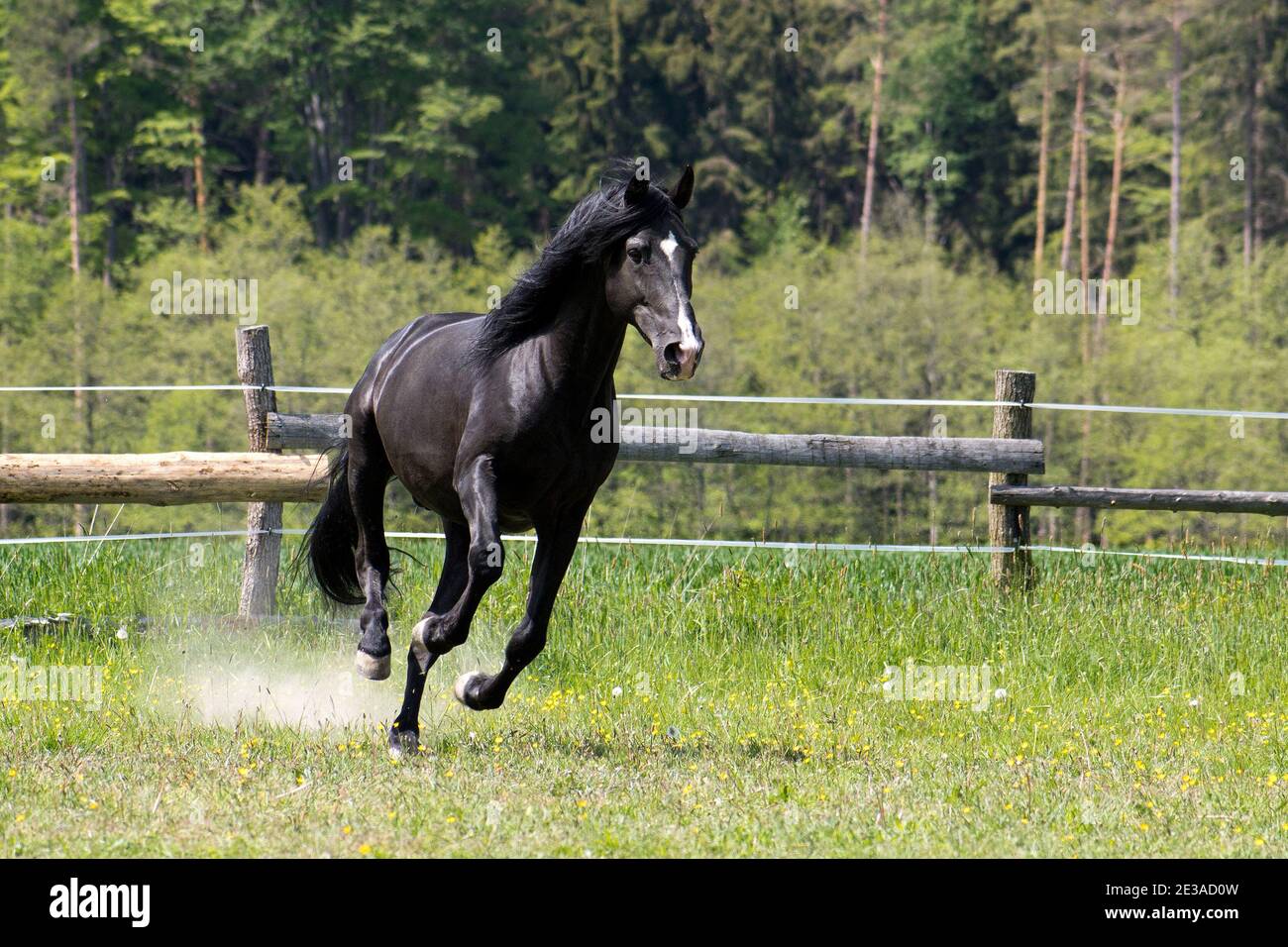 C'est un jour ensoleillé et un cheval noir a amusez-vous dans le paddock de pâturage Banque D'Images