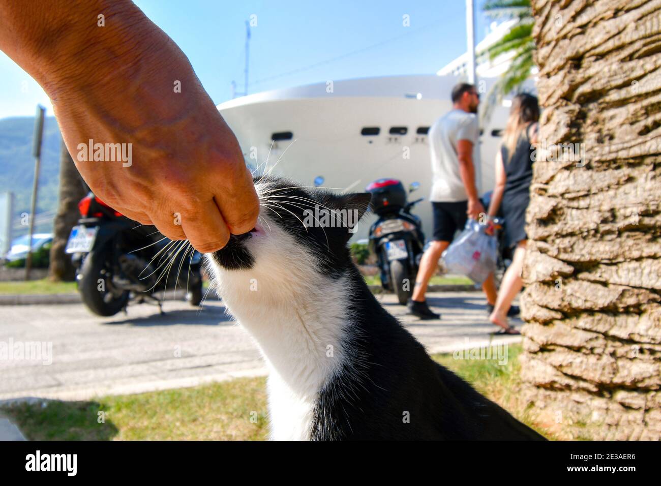 Une main nourrit un chat noir et blanc errant au port du bateau de croisière de la ville européenne de Kotor, Monténégro, la ville de Cats Banque D'Images