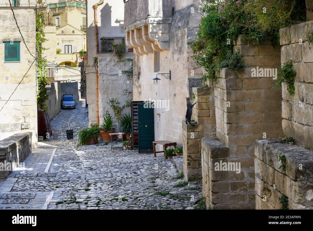 Un tabby argenté se dresse sur ses pattes arrière sur une corniche dans une rue pavée de l'ancienne ville de sassi de Matera, en Italie. Banque D'Images