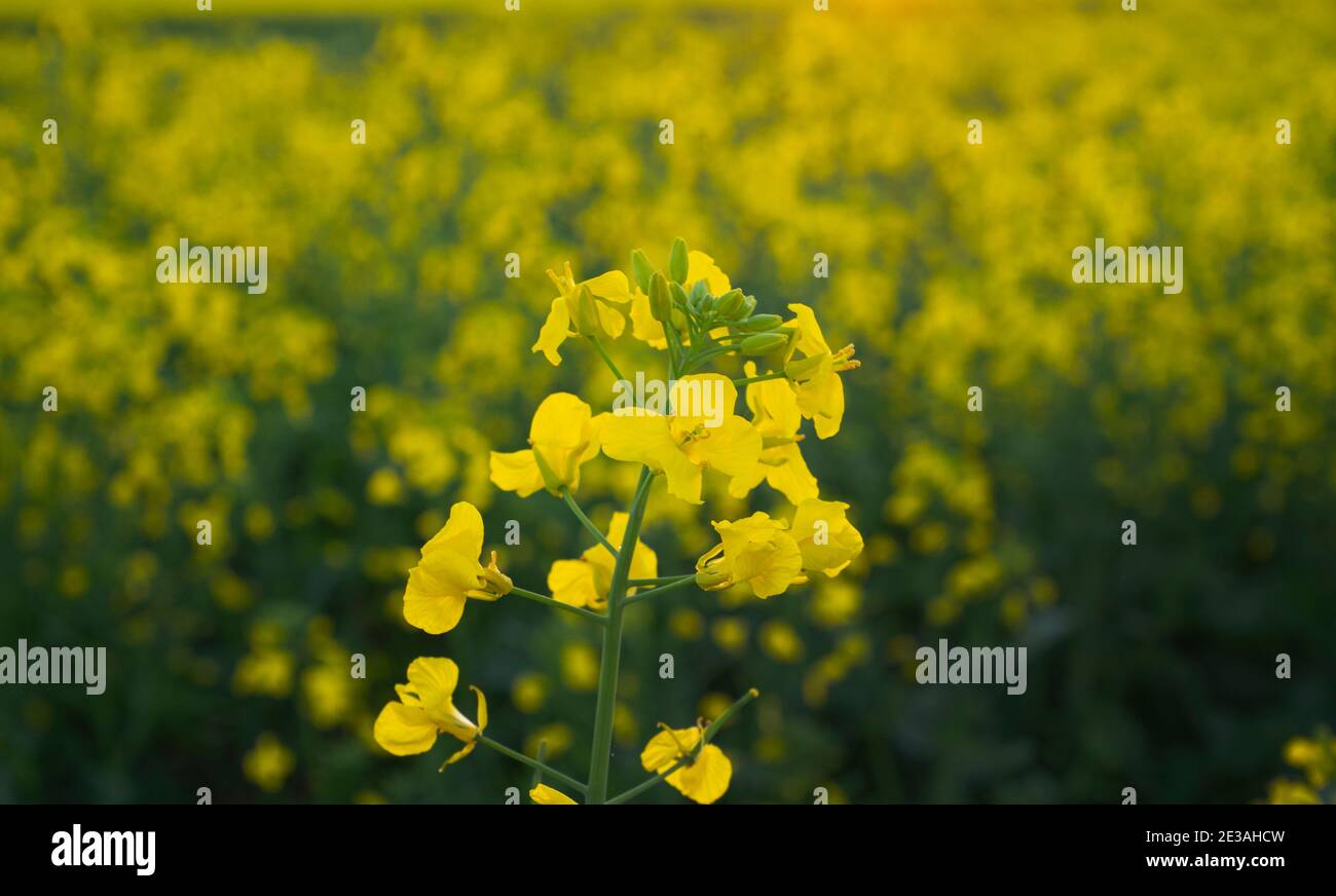 Fleur de canola jaune de près avec champ de plantes dans l'Ouest Australie Banque D'Images