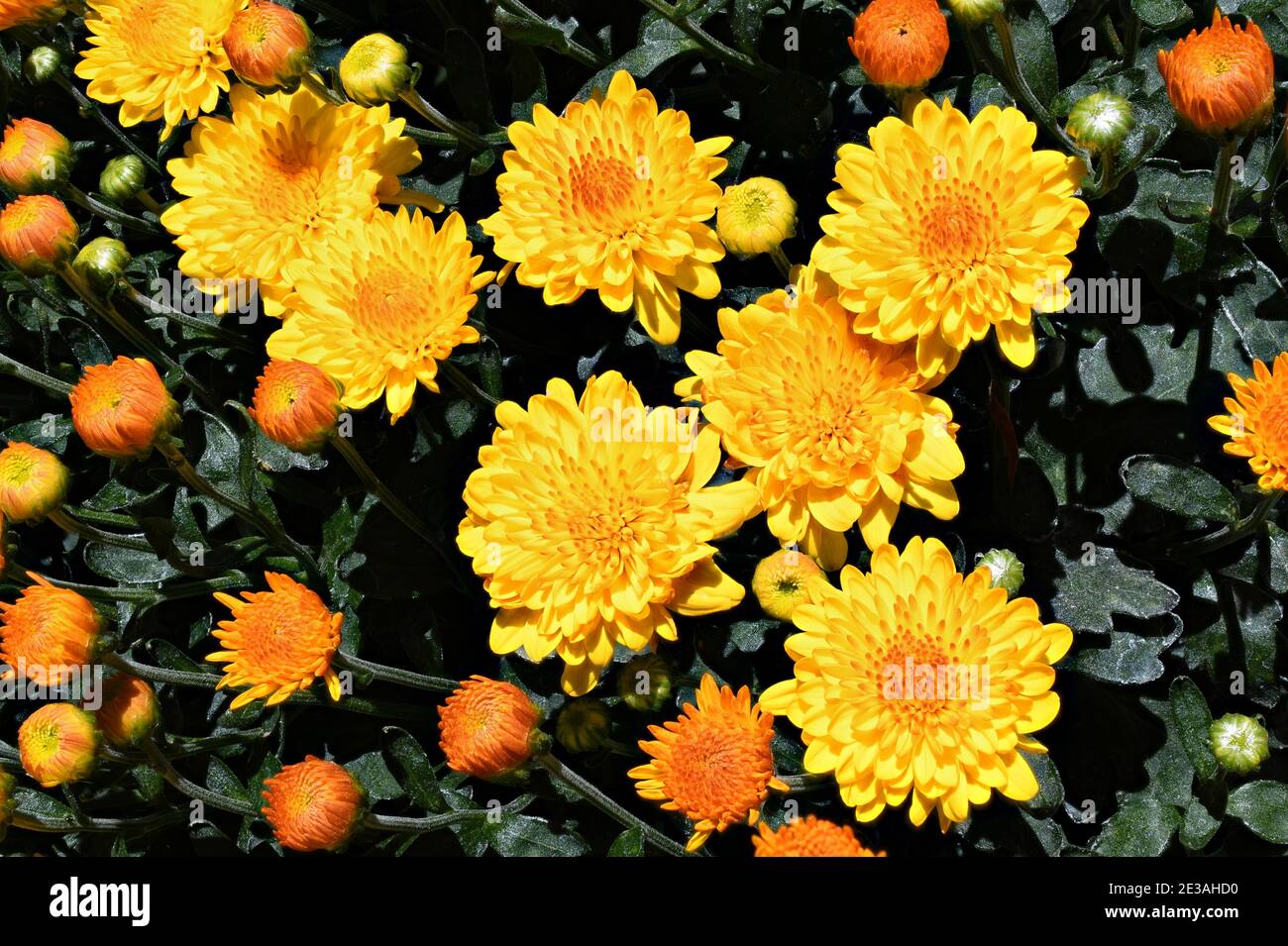 Orange et jaune Marigolds en été Banque D'Images
