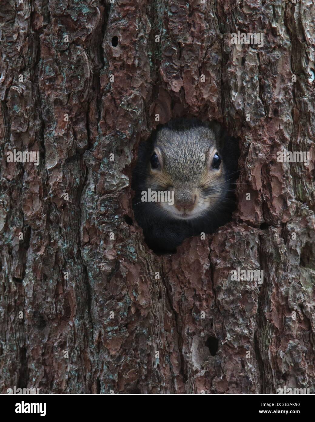 Tête d'un écureuil gris de l'est regardant hors d'un trou dans un tronc d'arbre Banque D'Images