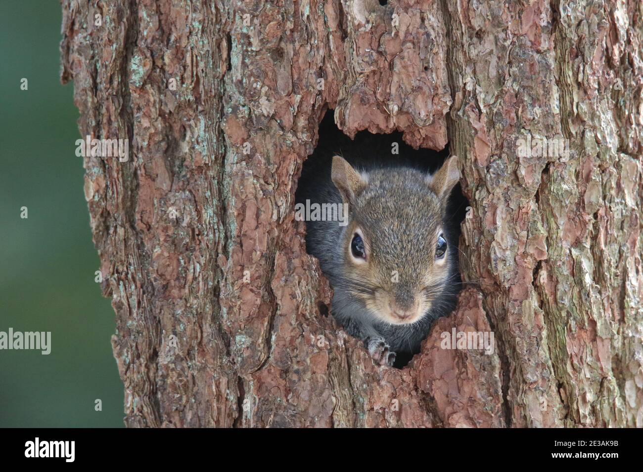 Tête d'un écureuil gris de l'est regardant hors d'un trou dans un tronc d'arbre Banque D'Images