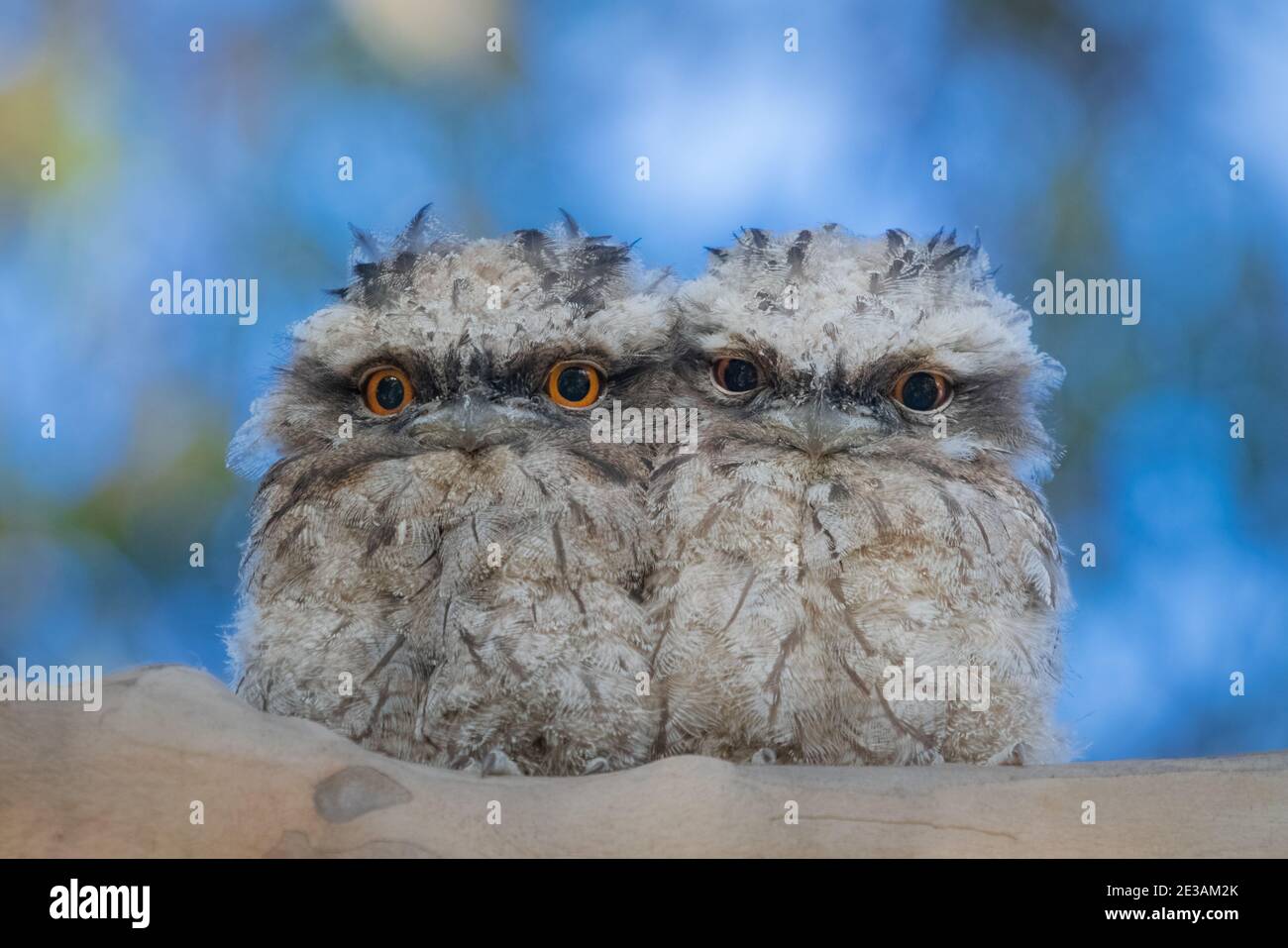 Baby Tawny Frogmouths Banque D'Images