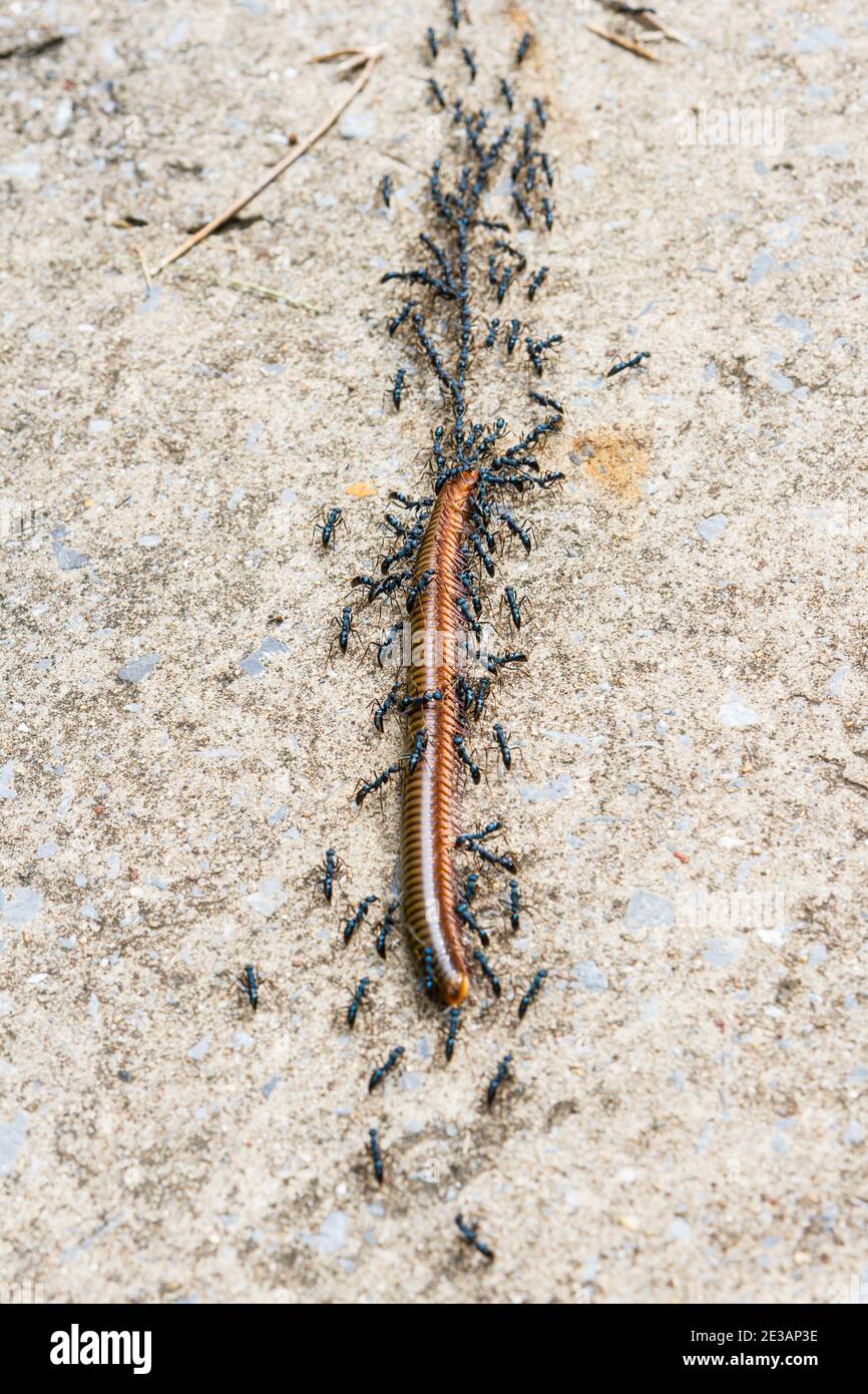 groupe de fourmis introduisant de la nourriture dans leur trou Banque D'Images