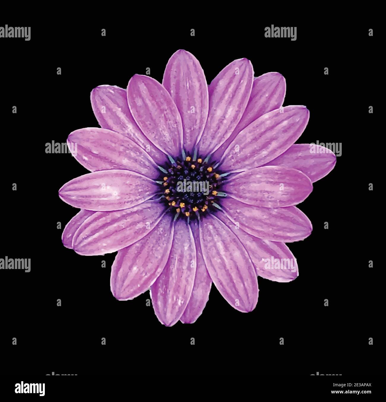 Fleur de pâquerette africaine violette isolée sur fond noir Illustration de Vecteur