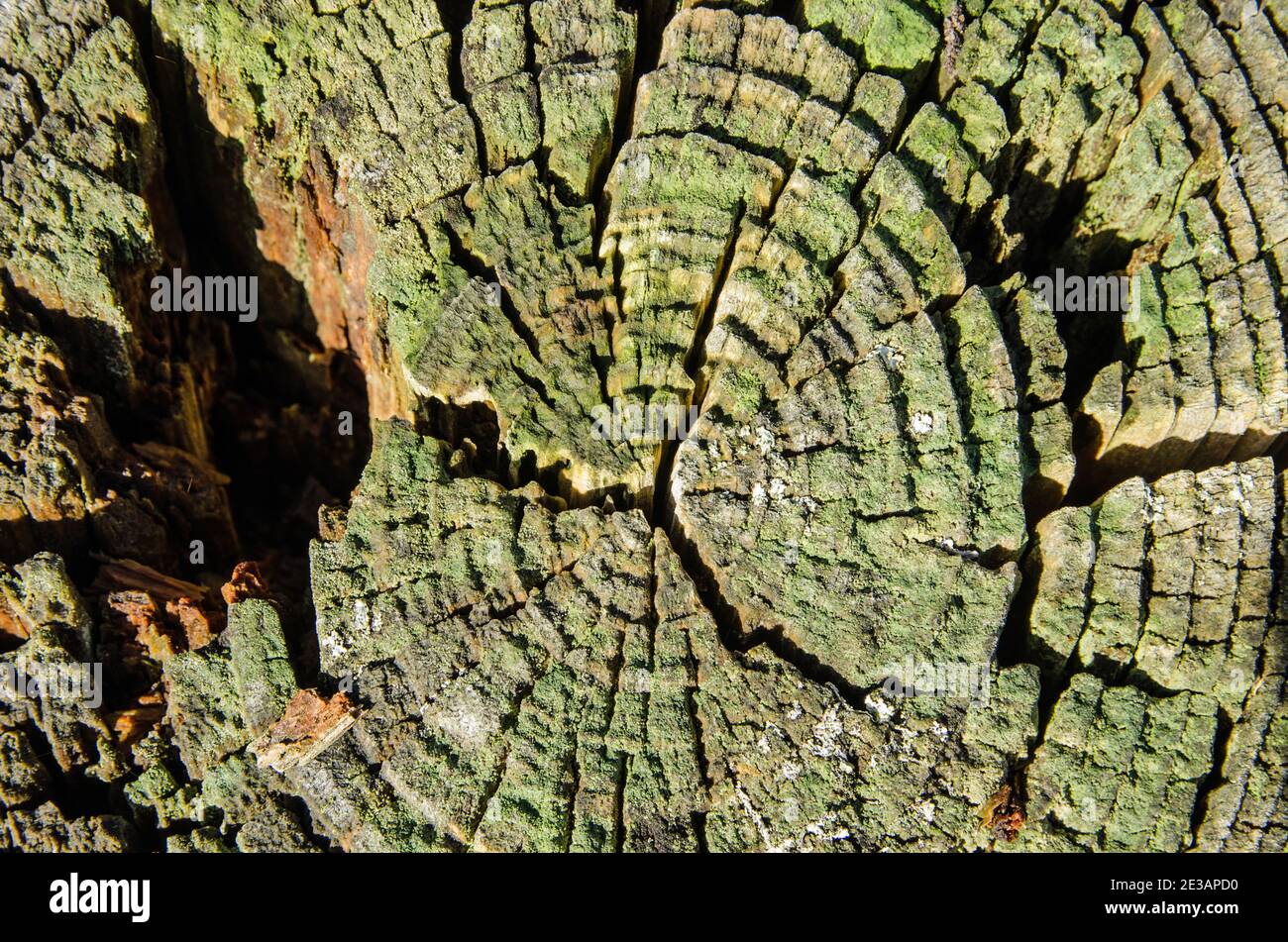 Vue rapprochée d'une bûche de bois sciée avec beaucoup de cernes d'arbres abîmés avec le lichen poussant entre les deux. Vue ensoleillée en hiver. Banque D'Images