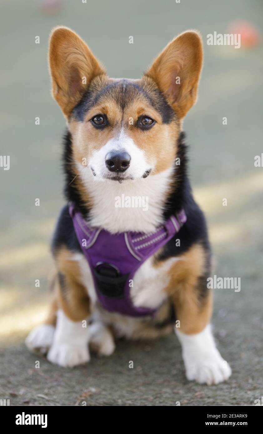 Tricolore à tête rouge Pembroke gallois Corgi Puppy Banque D'Images
