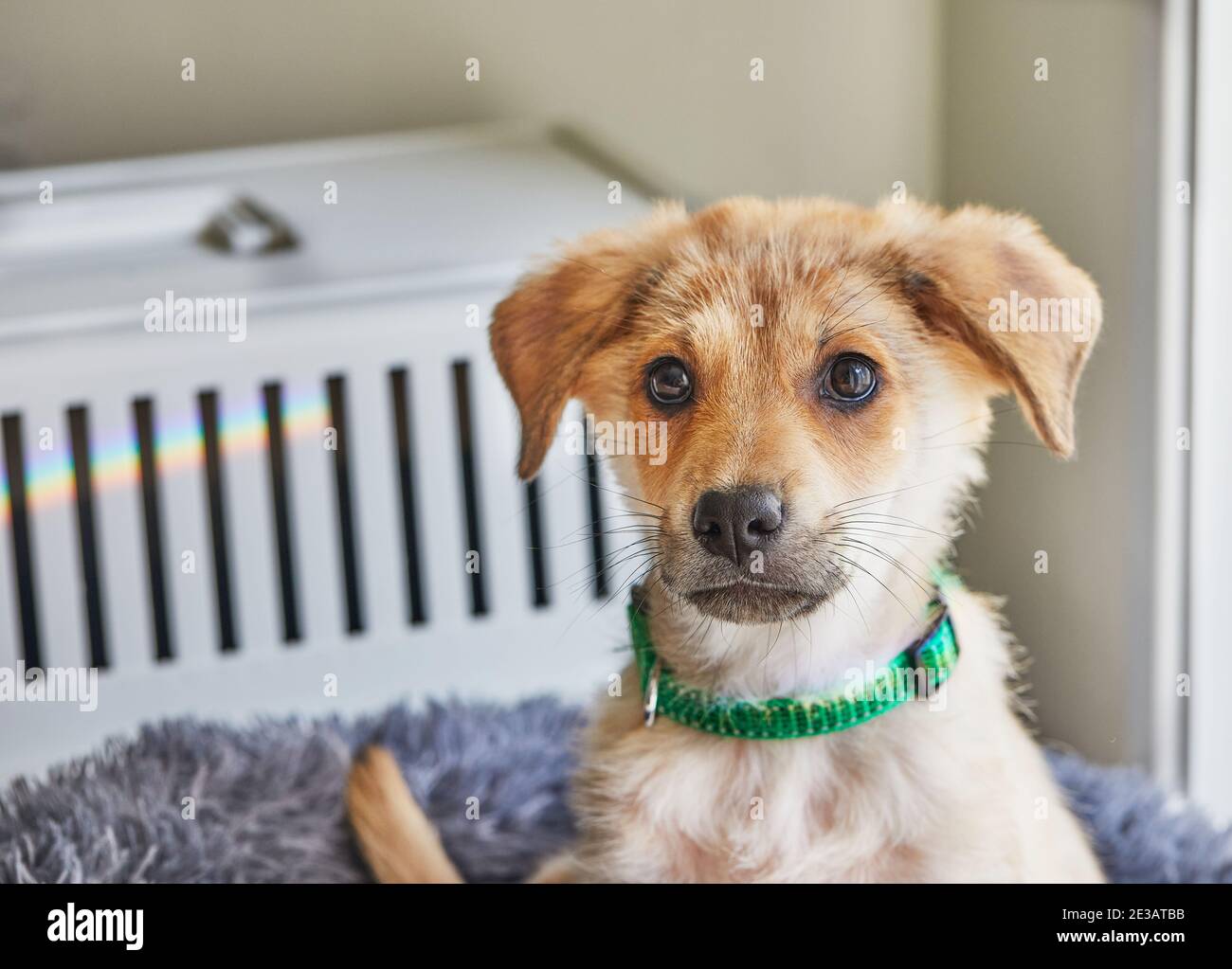Un adorable chiot rouge et blanc est assis dessus lit Banque D'Images