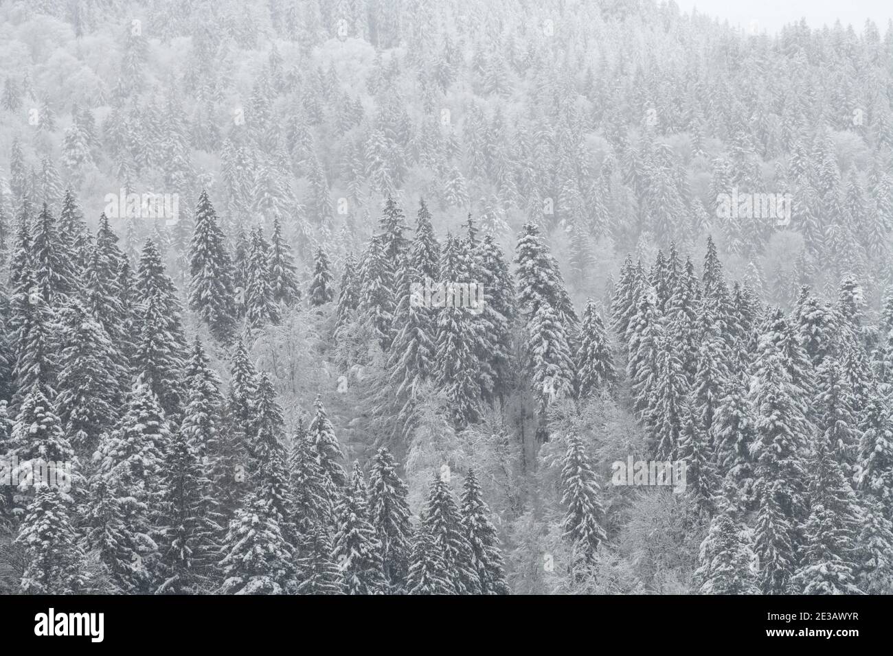 Forêt de sapins et de pins d'hiver recouverte de neige après une forte chute de neige. Paysage magnifique Banque D'Images