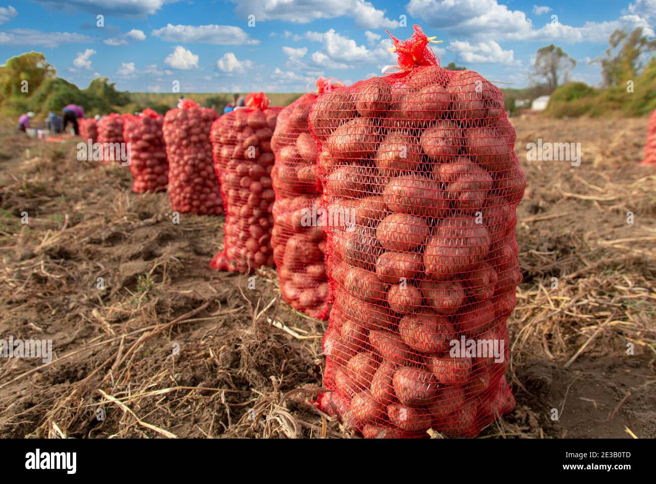 Culture de pommes de terre. Pommes de terre fraîches biologiques sur le terrain. Champ de pommes de terre avec des sacs de pommes de terre. Travailleurs agricoles travaillant sur le champ de la pomme de terre. Banque D'Images