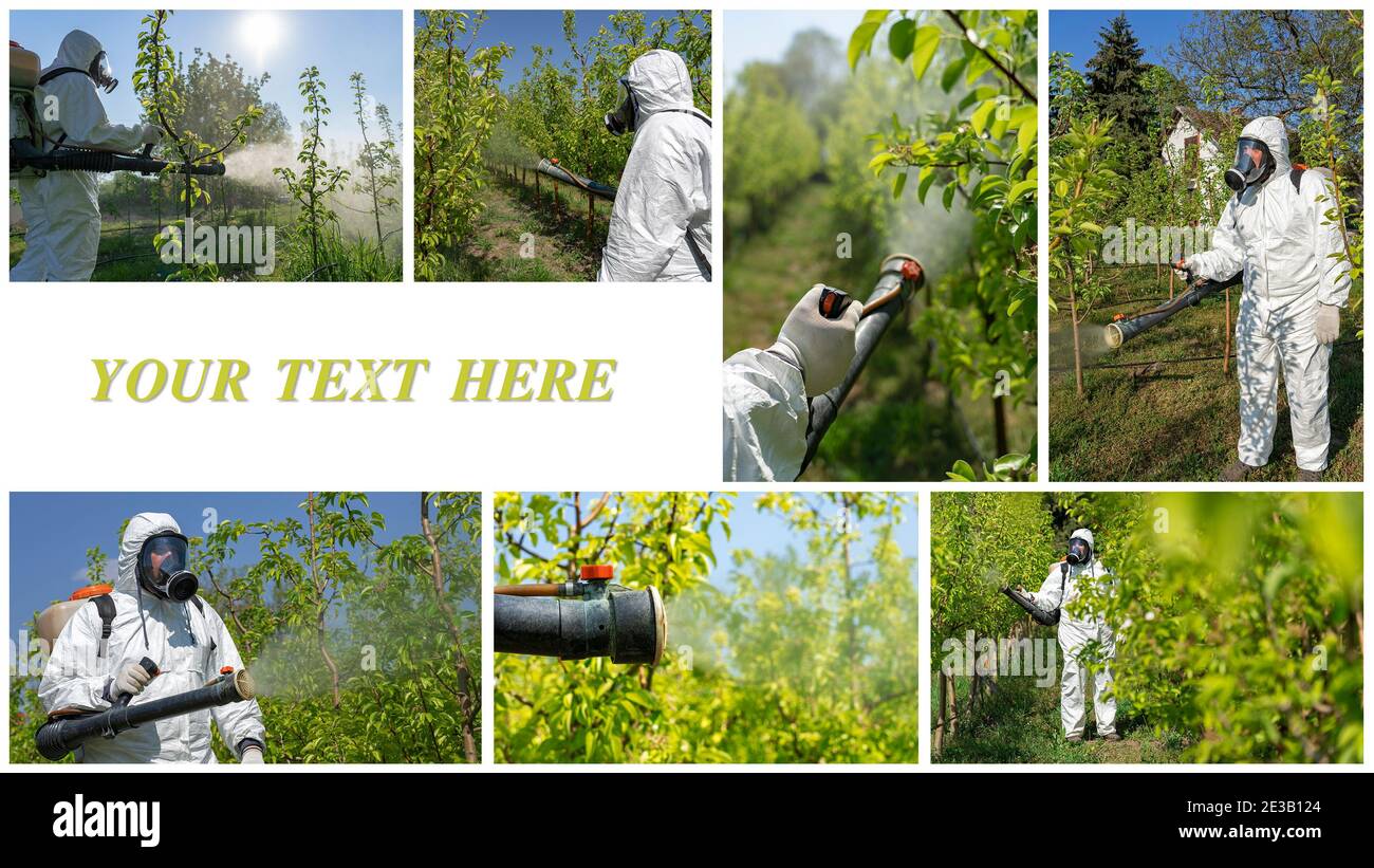 Collage de photographies montrant l'homme dans des combinaisons avec masque à gaz pulvérisant Orchard au printemps. Un agriculteur pulvérise des arbres avec des pesticides toxiques ou de l'insecticide. Banque D'Images