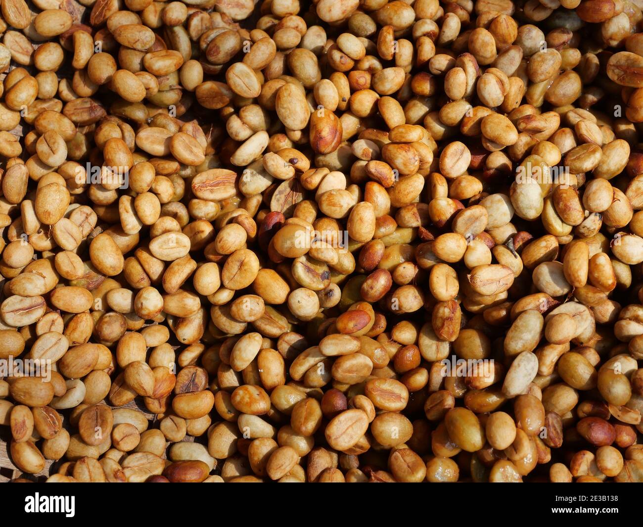 Grains de café frais non torréfiés, groupe de grains de café Robusta secs au soleil Banque D'Images