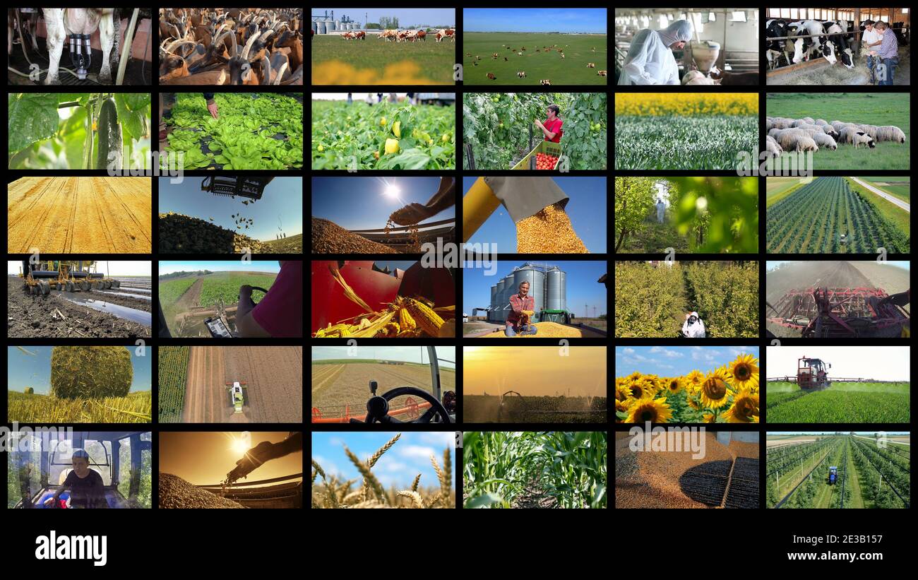 Collage de la production agricole - emplois agricoles et agricoles. Mur vidéo des médias agricoles. Collage de photographies montrant les agriculteurs au travail. Banque D'Images